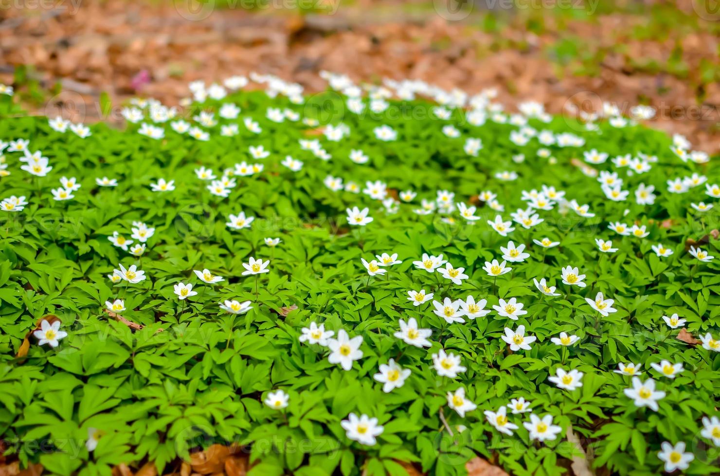 grupo de ranunculoides de anêmona em flor branca na floresta da primavera foto