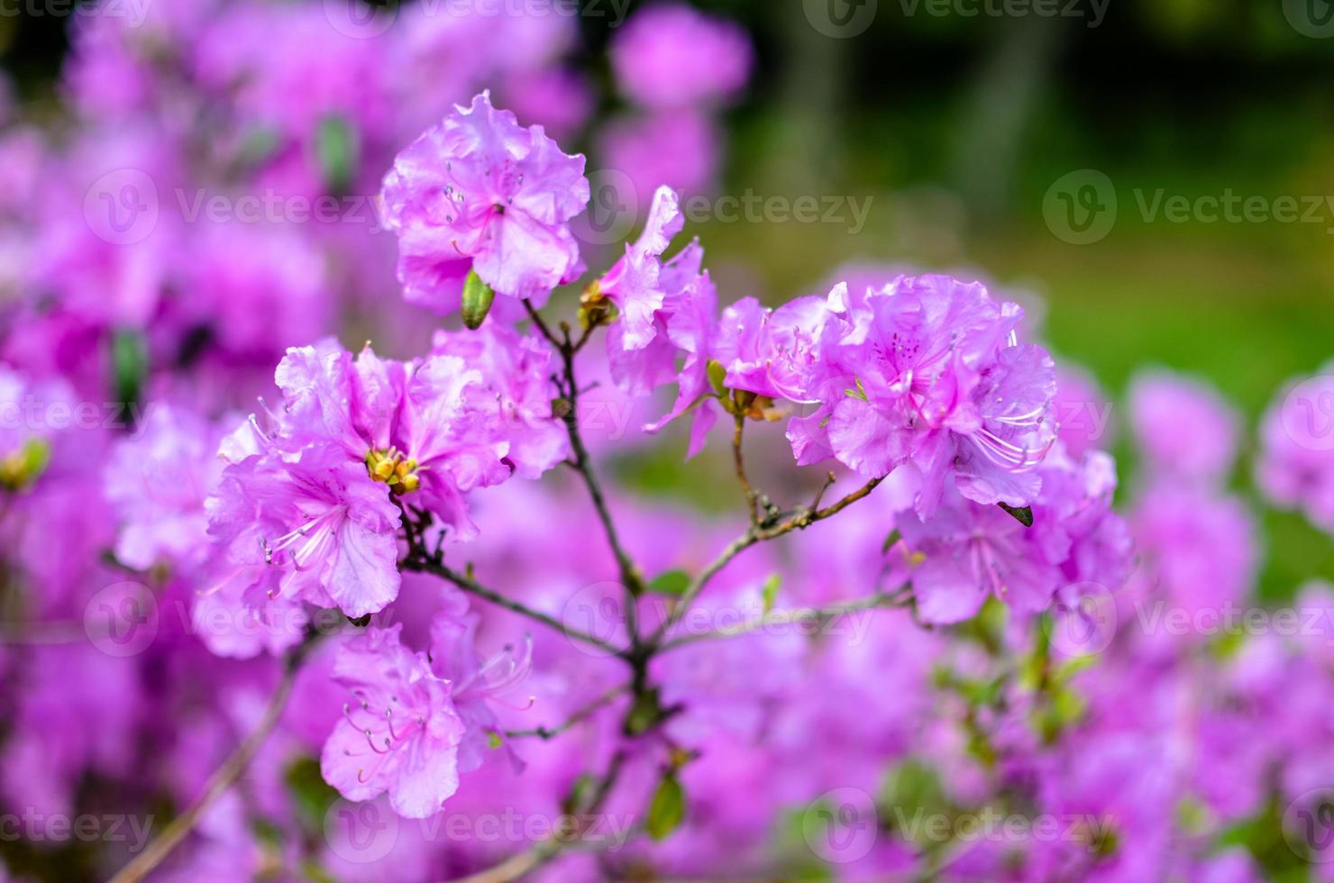 lindo rododendro rosa ou violeta com fundo desfocado foto