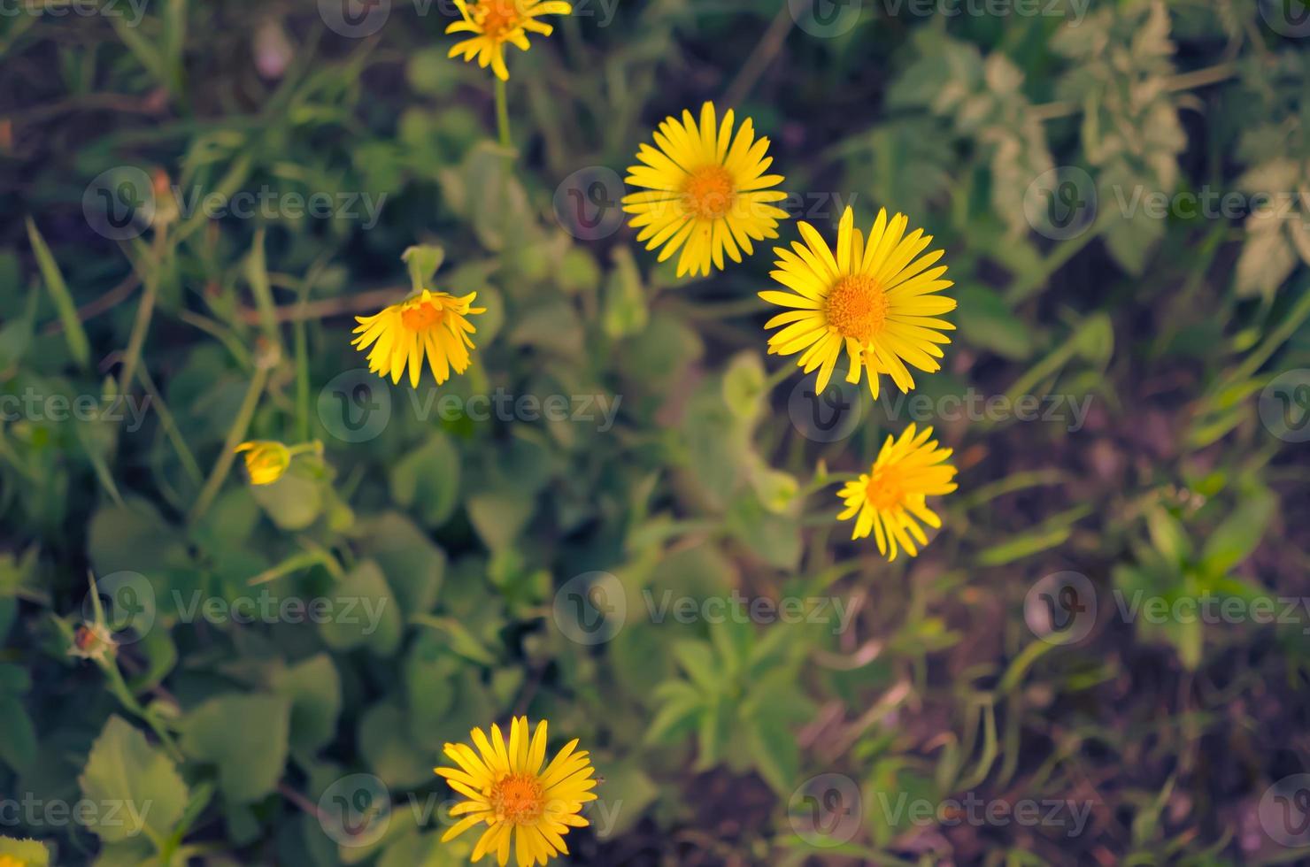 flores amarelas em fundo verde natural blure foto