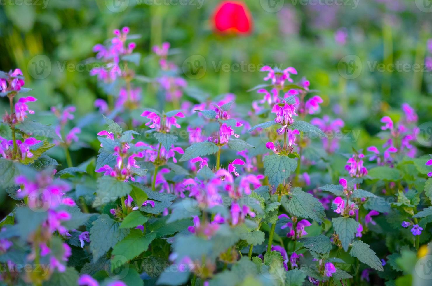 lindas plantas com flores roxas no jardim botânico, desfocadas foto