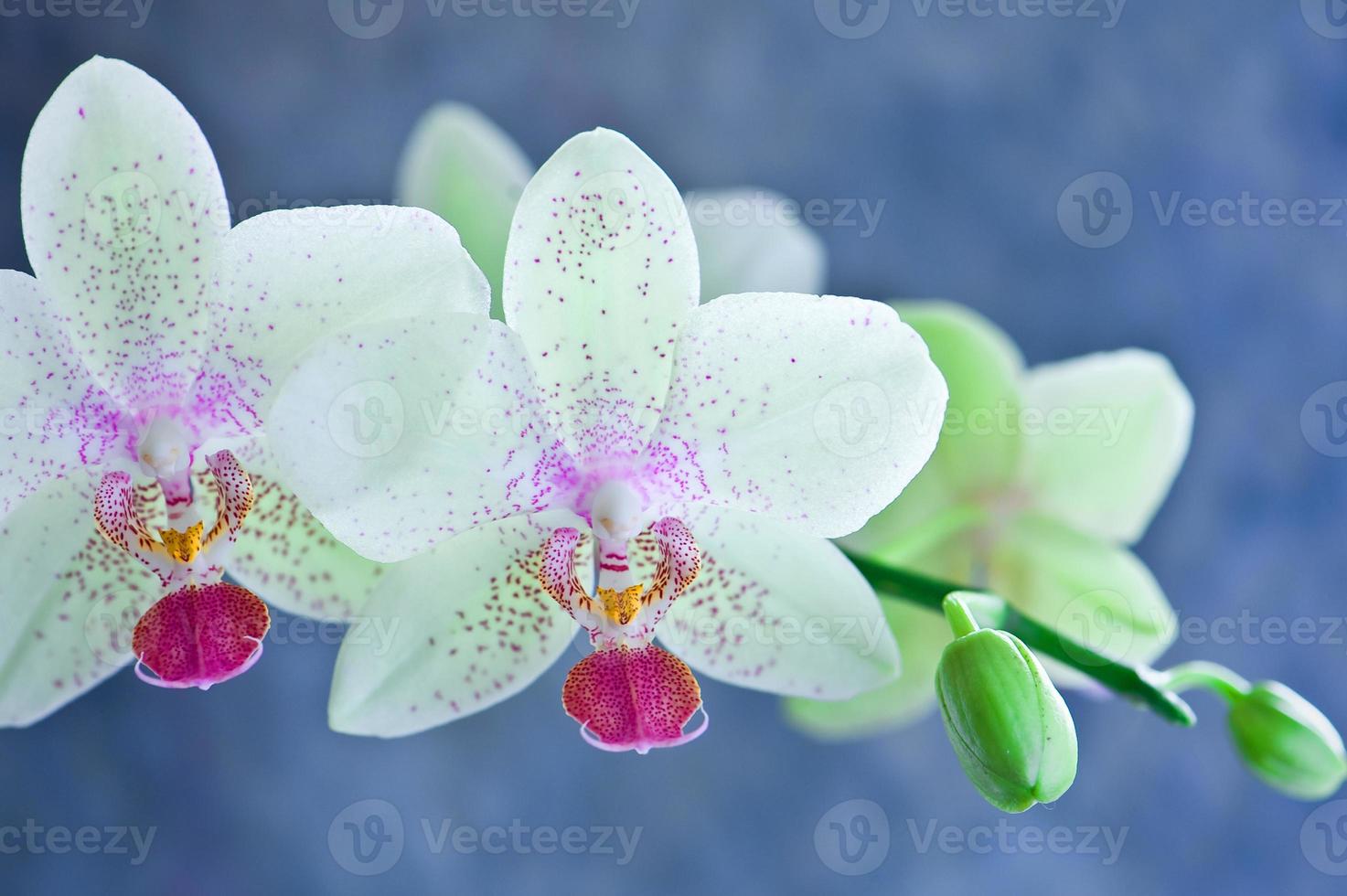 orquídea branca clara linda flor e borboletas esvoaçantes ramo desenhado à  mão em branco 4667016 Foto de stock no Vecteezy