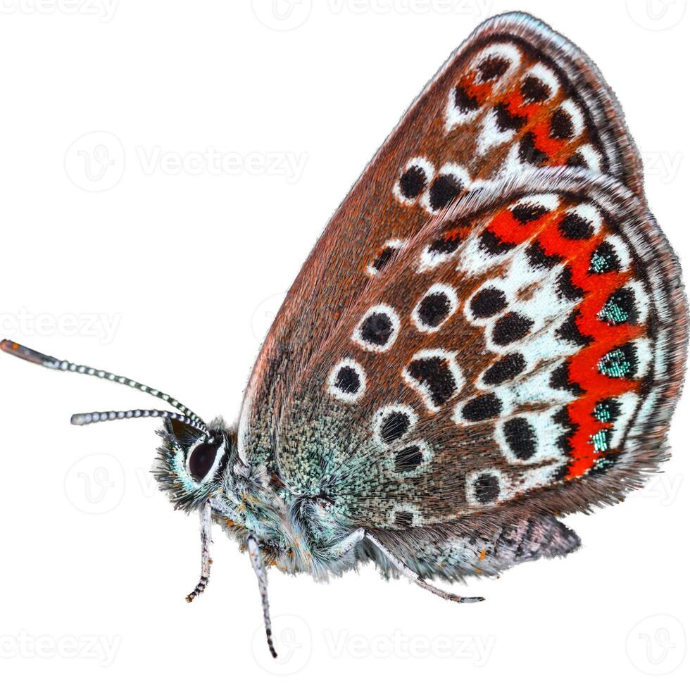 borboleta laranja com asas grandes asa de borboleta de senhora varrendo em branco. foto