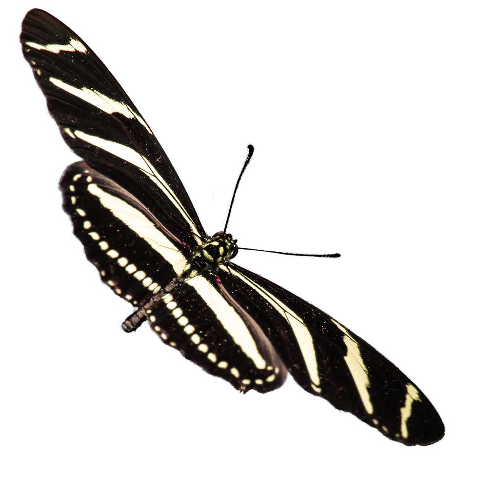 borboleta cinza com asas grandes asa de borboleta de senhora varrendo em branco. foto