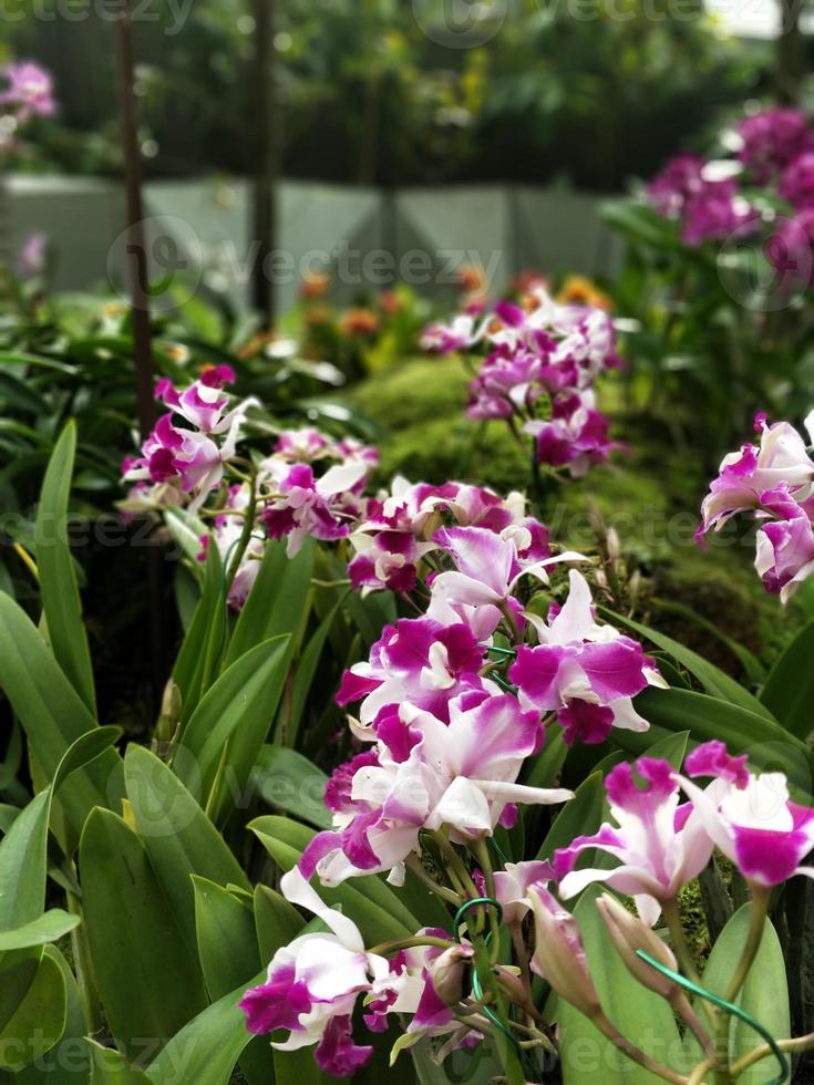 orquídeas brancas e roxas com desfoque de movimento foto