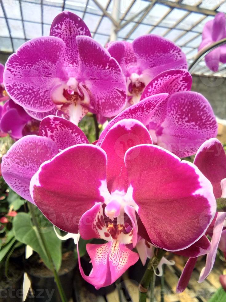 orquídeas roxas penduradas foto