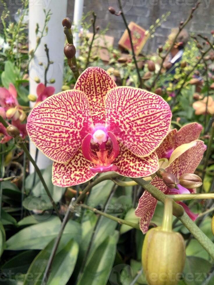 orquídea vermelha com desfoque de movimento foto