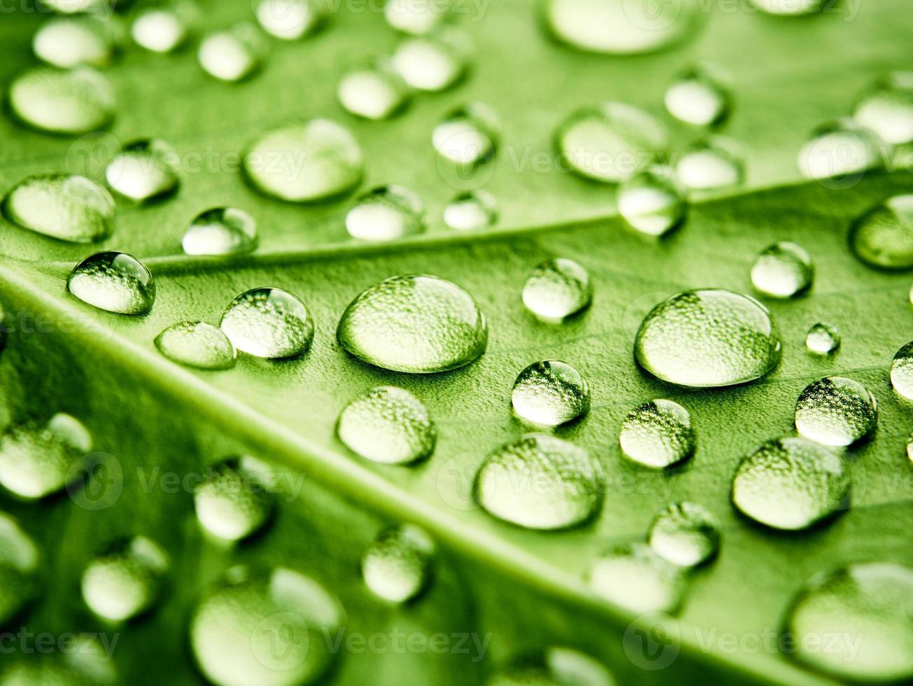 folha verde bela gota de água da chuva e natureza da textura da folha no verde natural. foto