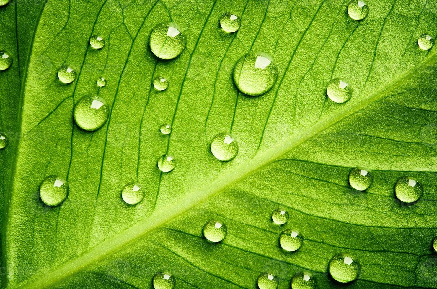 folha verde bela gota de água da chuva e natureza da textura da folha no verde natural. foto