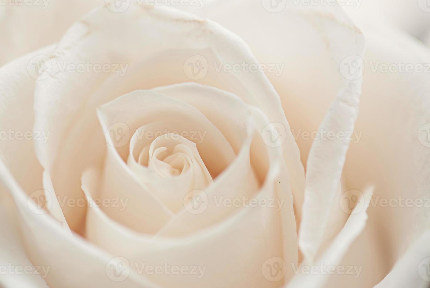 flor branca luz rosa doce lindas flores desabrochando e buquê macio floral. foto