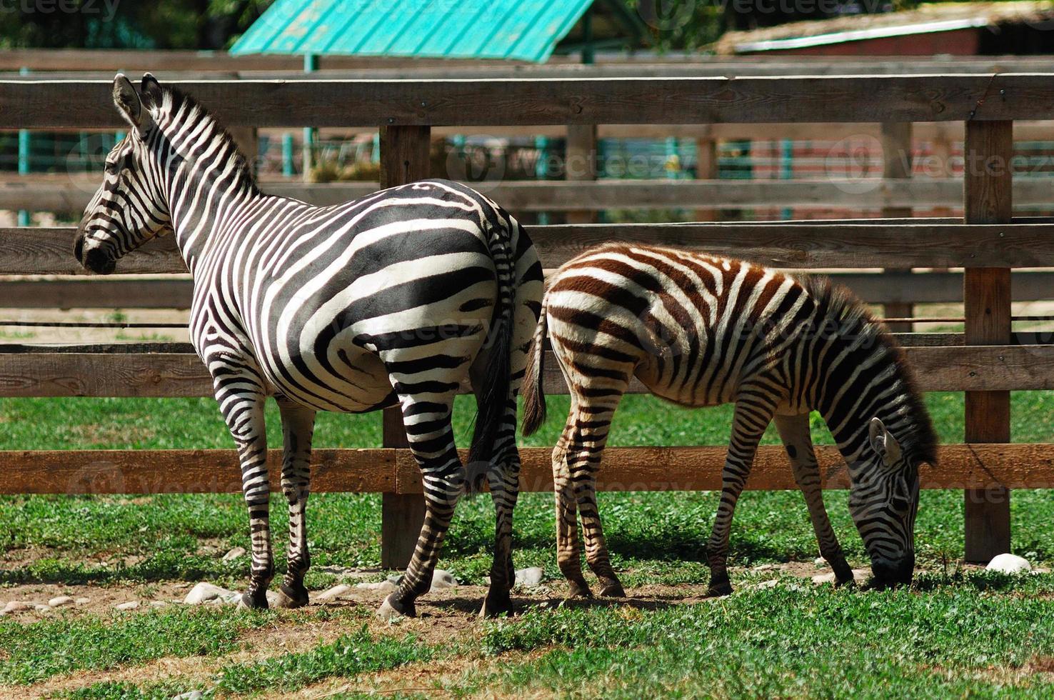 duas zebras com padrão preto e branco estão dentro da gaiola foto