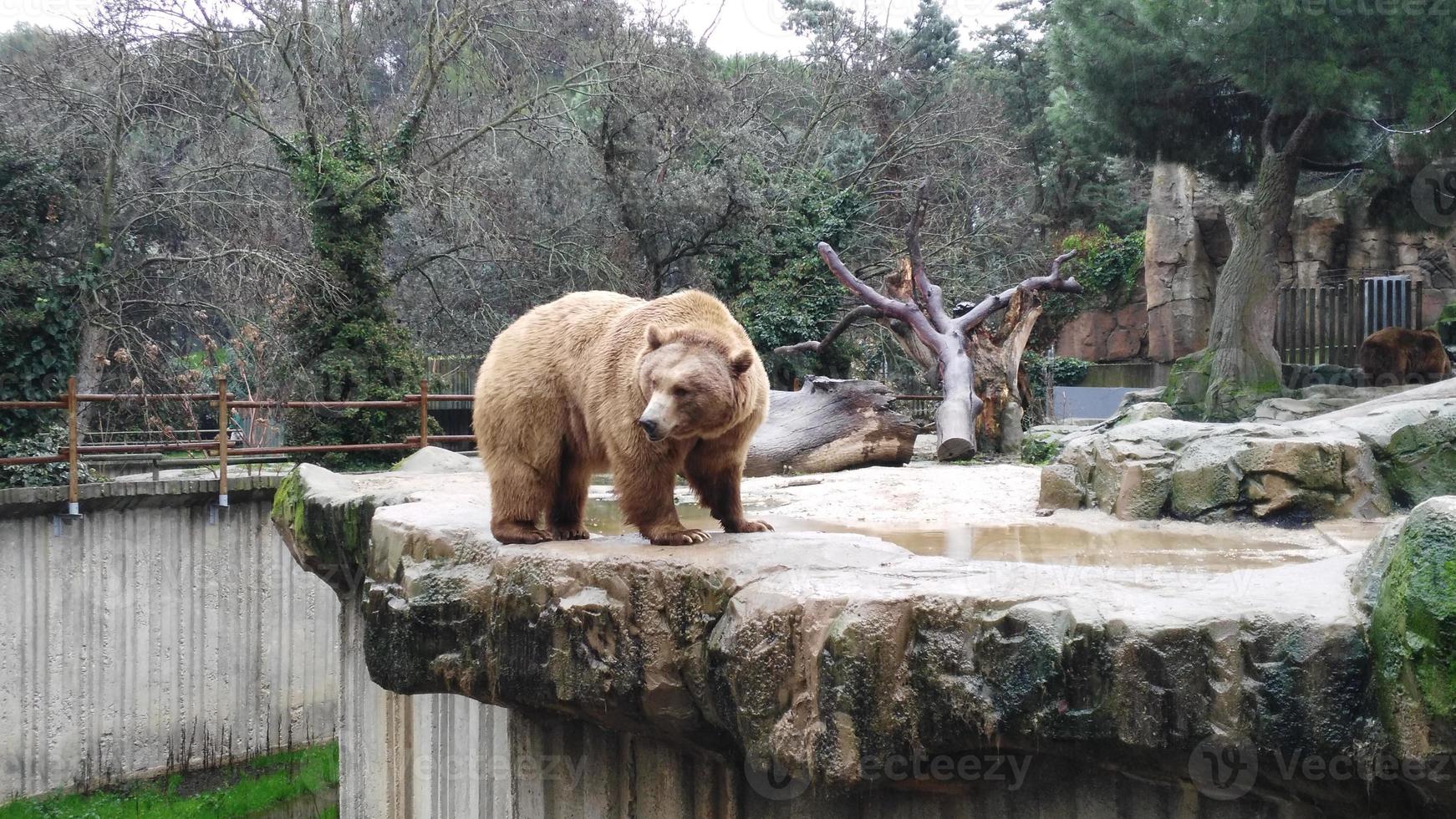 um urso marrom está de pé em uma pedra foto