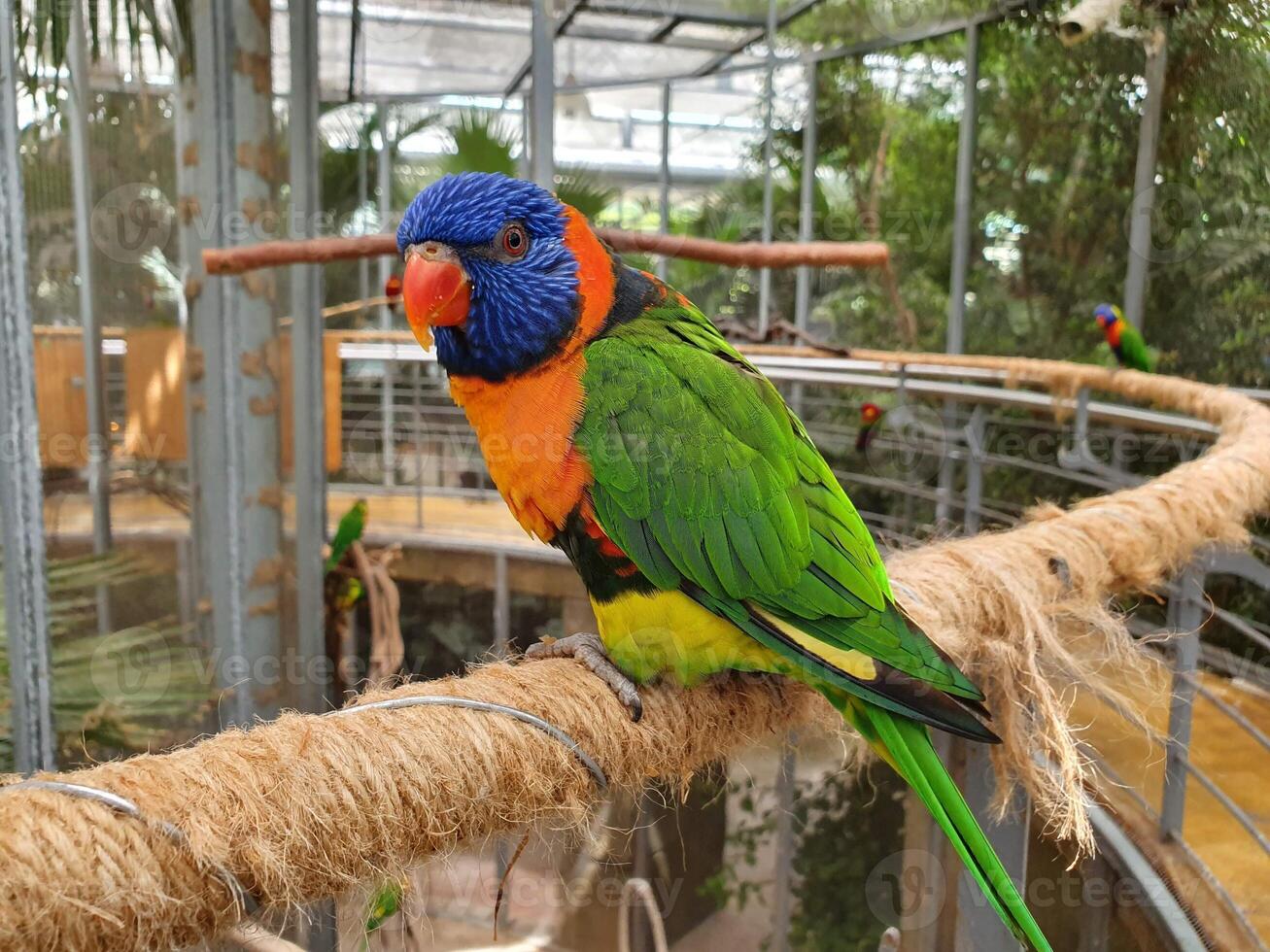 um papagaio colorido empoleirado no tronco de uma árvore foto