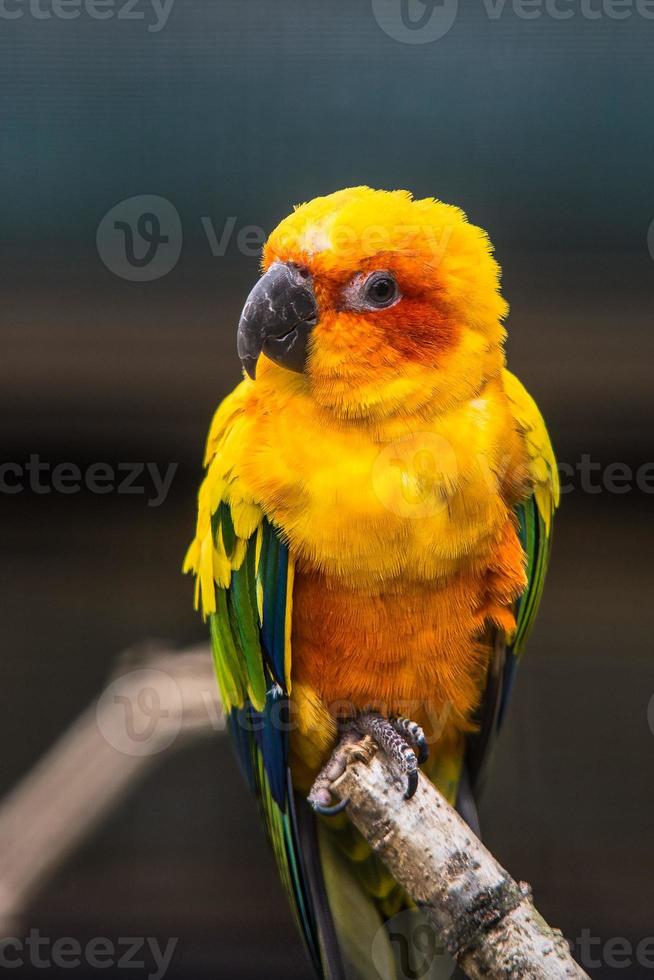 um pardal com a cor de penas amarelas está empoleirado contra um fundo desfocado foto