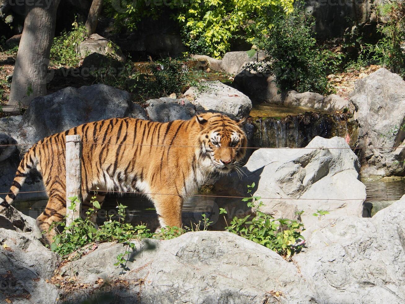 um tigre está parado perto do rio em uma gaiola foto