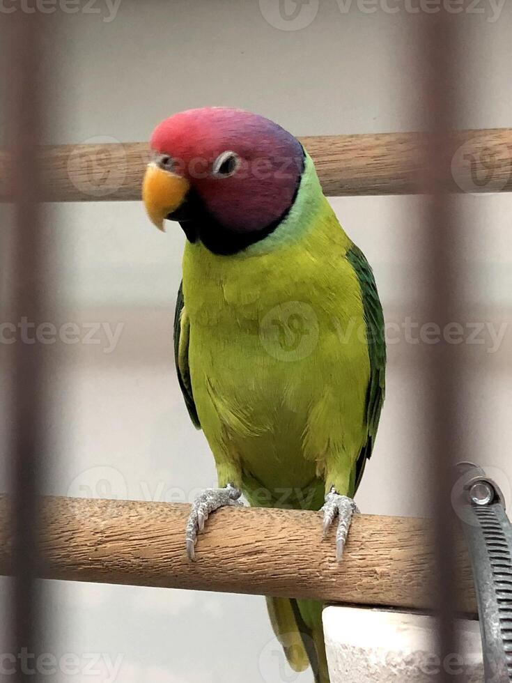 um papagaio verde empoleirado em um tronco de árvore foto