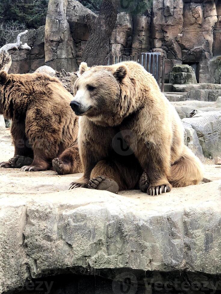 um urso marrom está sentado em uma pedra em uma gaiola foto