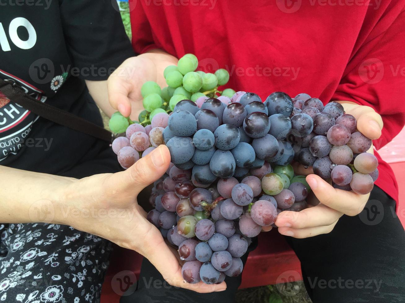 muitas uvas roxas em mãos humanas foto