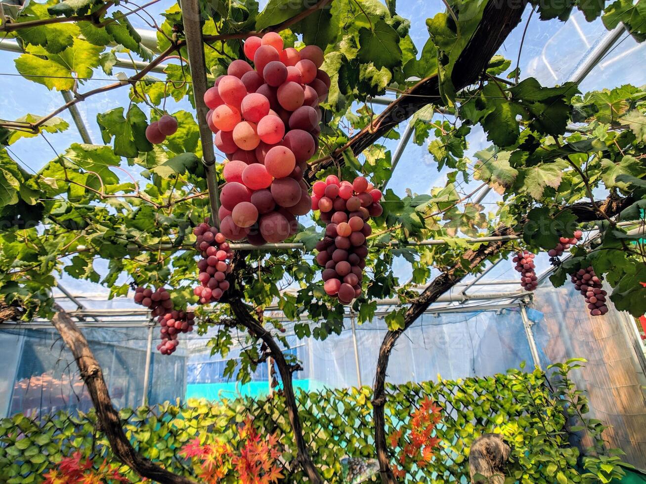 uvas crescem em árvores com folhas verdes foto