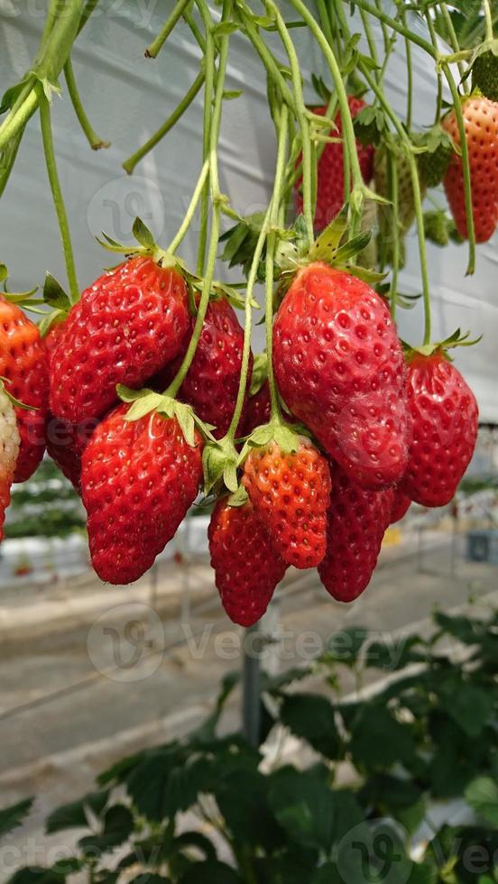 muitos morangos vermelhos pendurados em um jardim fechado foto