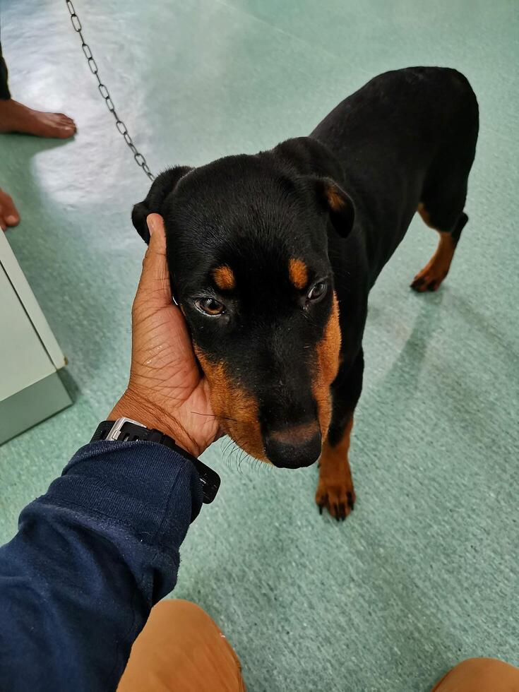 um cachorro preto e laranja está sendo segurado por seu empregador foto