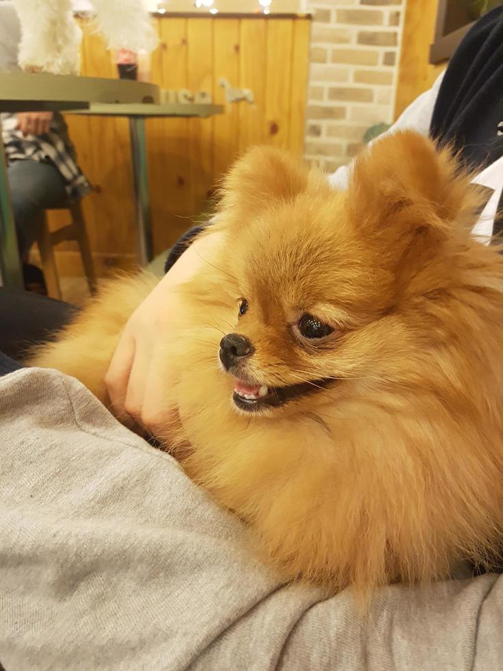 um cachorro laranja está dormindo no colo de seu empregador foto