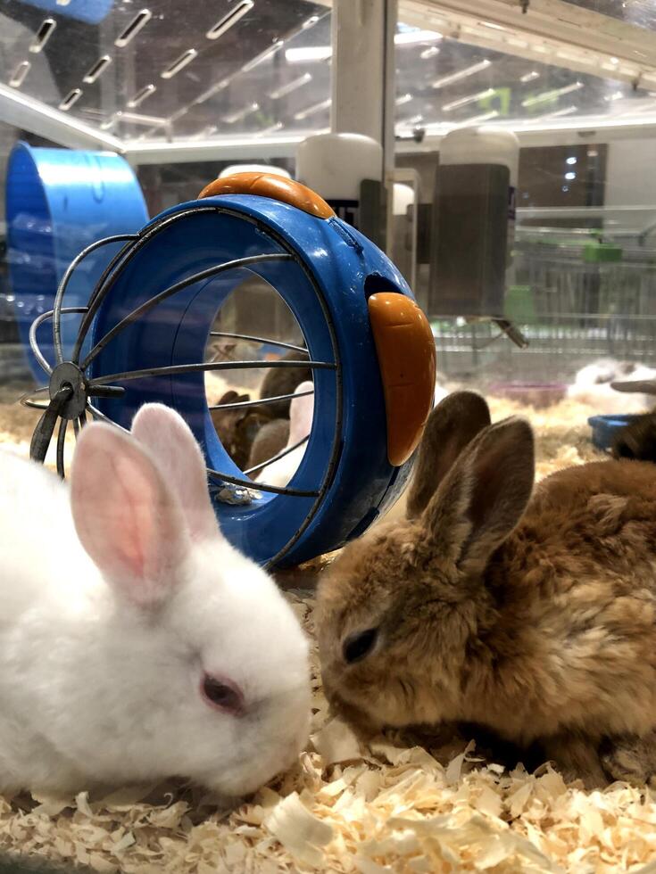 dois coelhos marrons e brancos brincando em uma gaiola de vidro foto