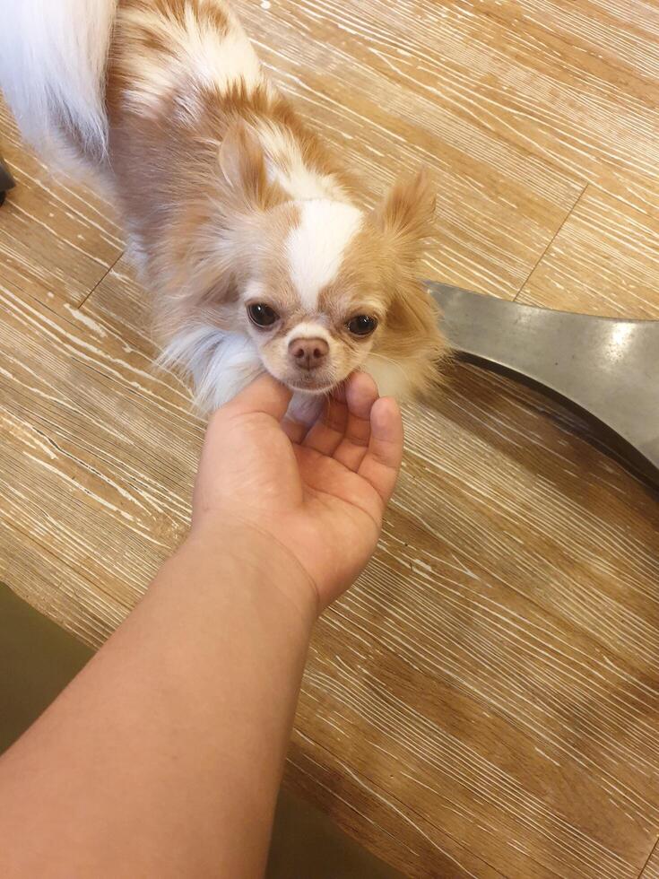 um cachorrinho fofo e fofo está sendo acariciado por seu empregador foto