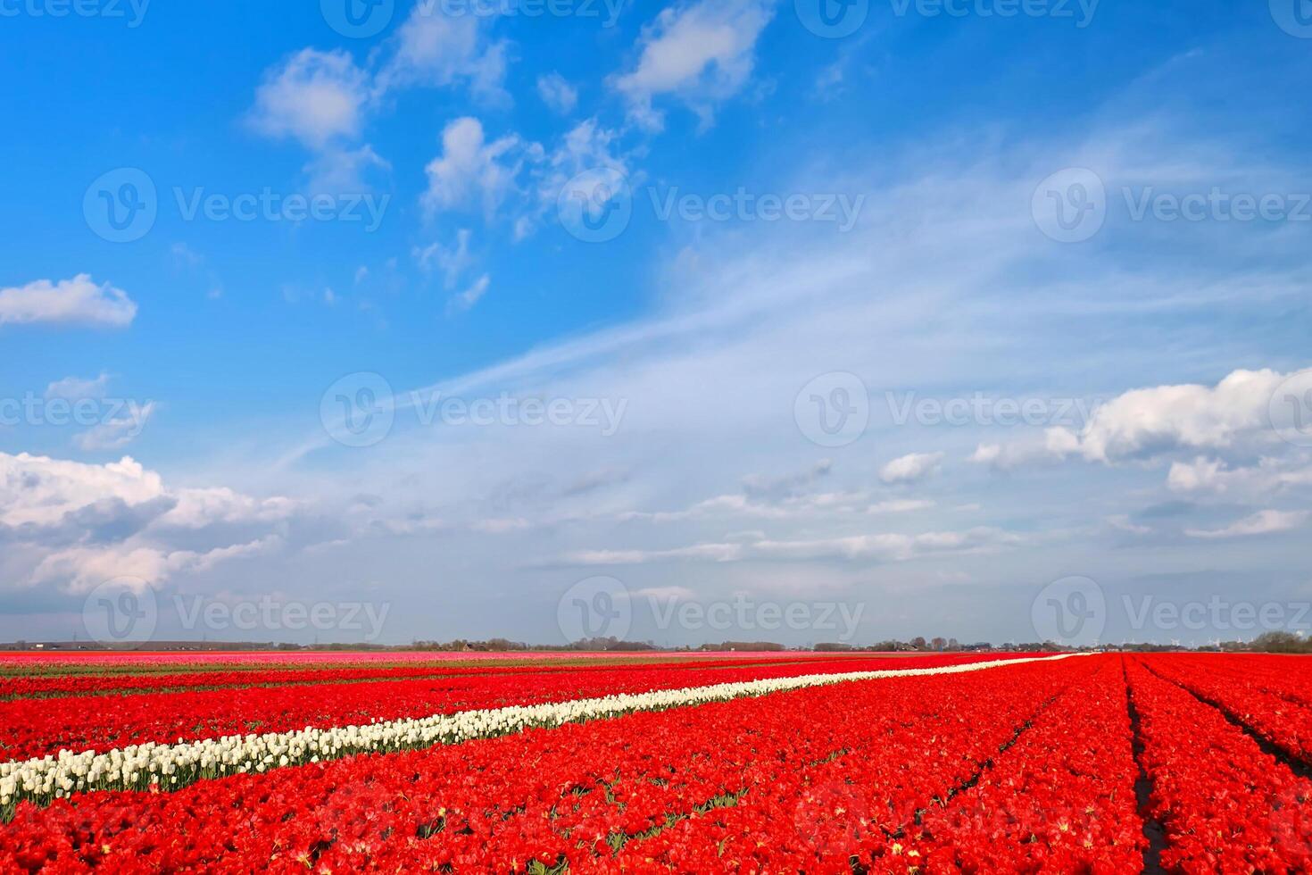 flor tropical de tulipa vermelha lindo buquê com folhas verdes exóticas na natureza terrestre. foto