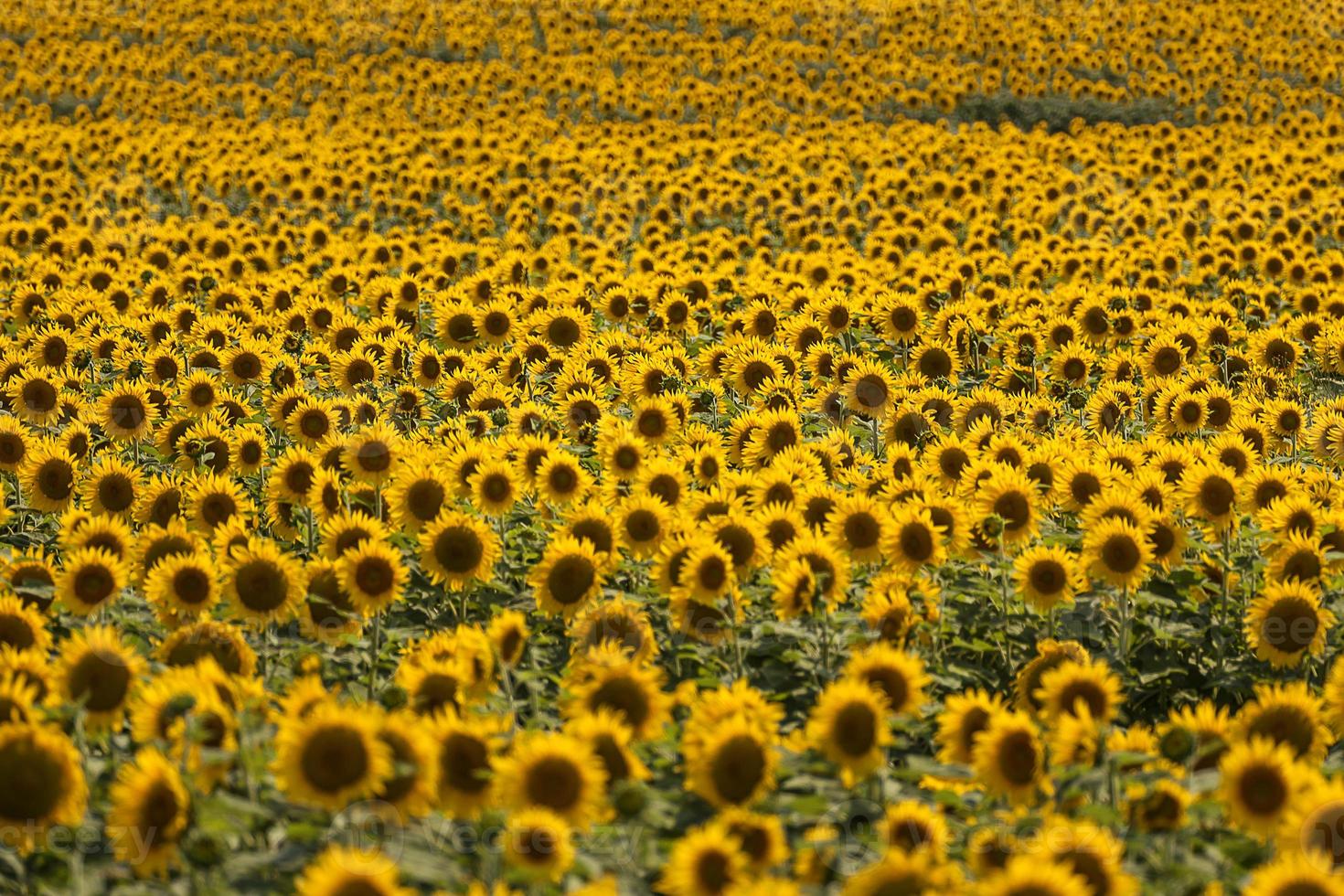 amarelo girassol tropical lindo buquê com folhas verdes exóticas na natureza terrestre. foto