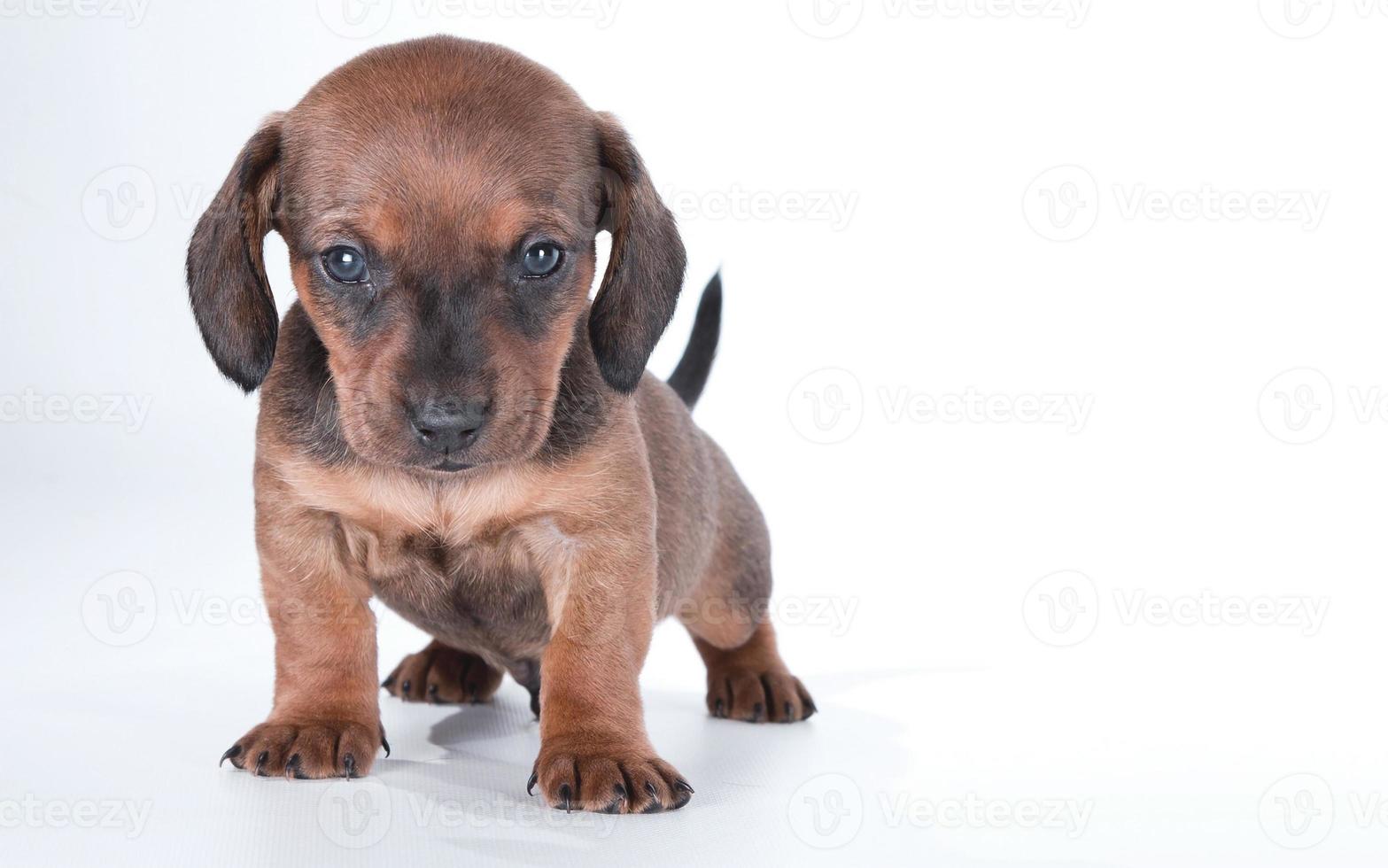 cachorro marrom cachorrinhos cachorrinho sorridente engraçado uma pata e cachorrinho fofo em branco foto