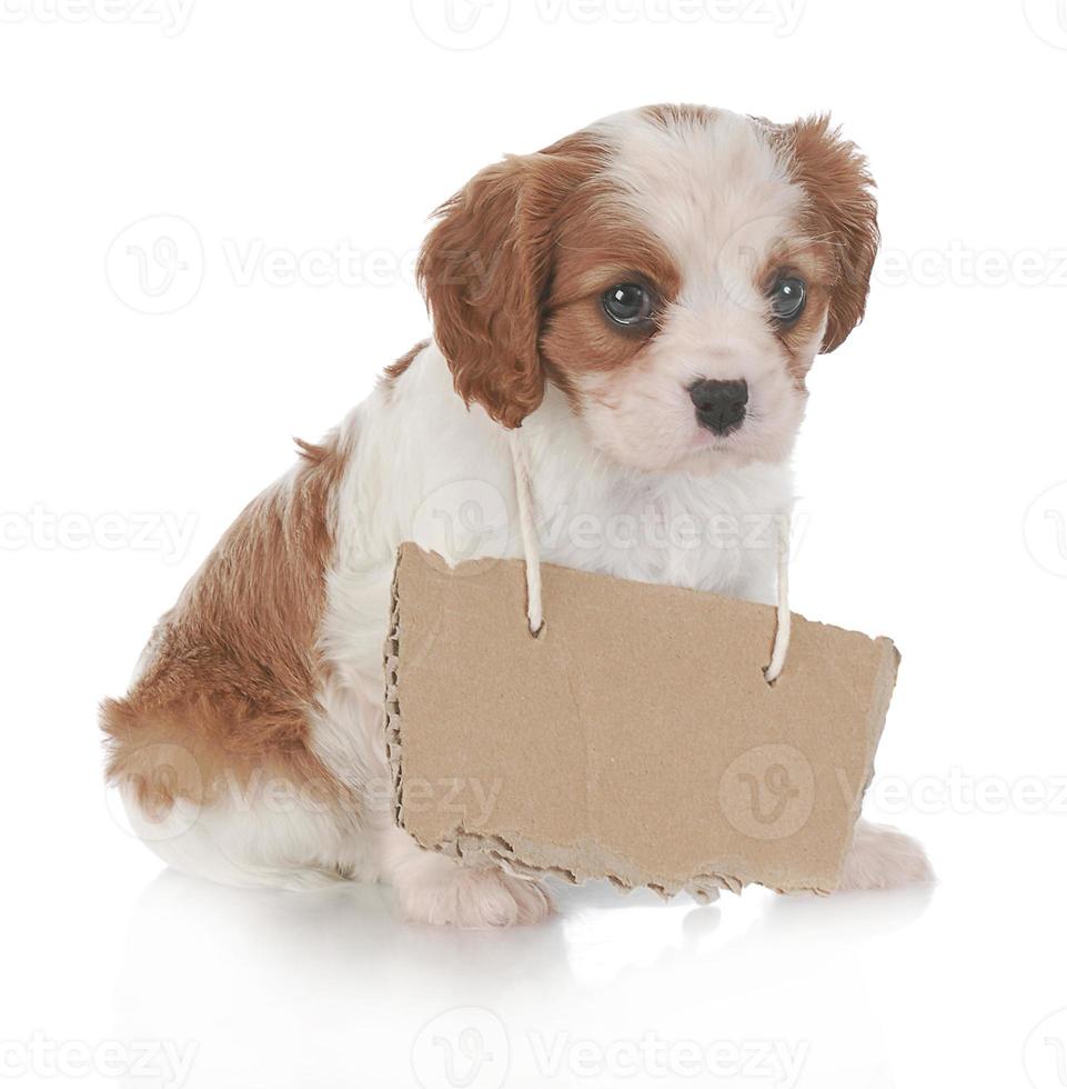 cachorro cachorrinhos cachorrinho sorridente engraçado cachorro uma pata e cachorrinho fofo em branco foto