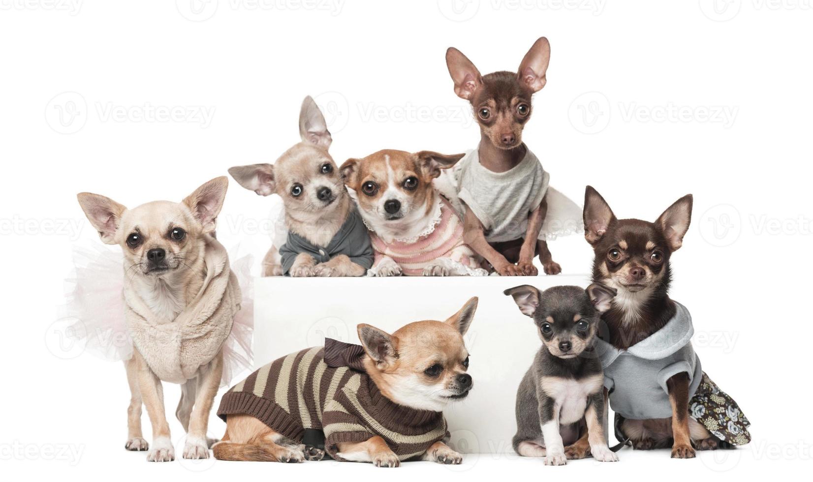muitos cachorros de cachorro marrom engraçado cachorro sorridente uma pata e um cachorrinho fofo em branco foto