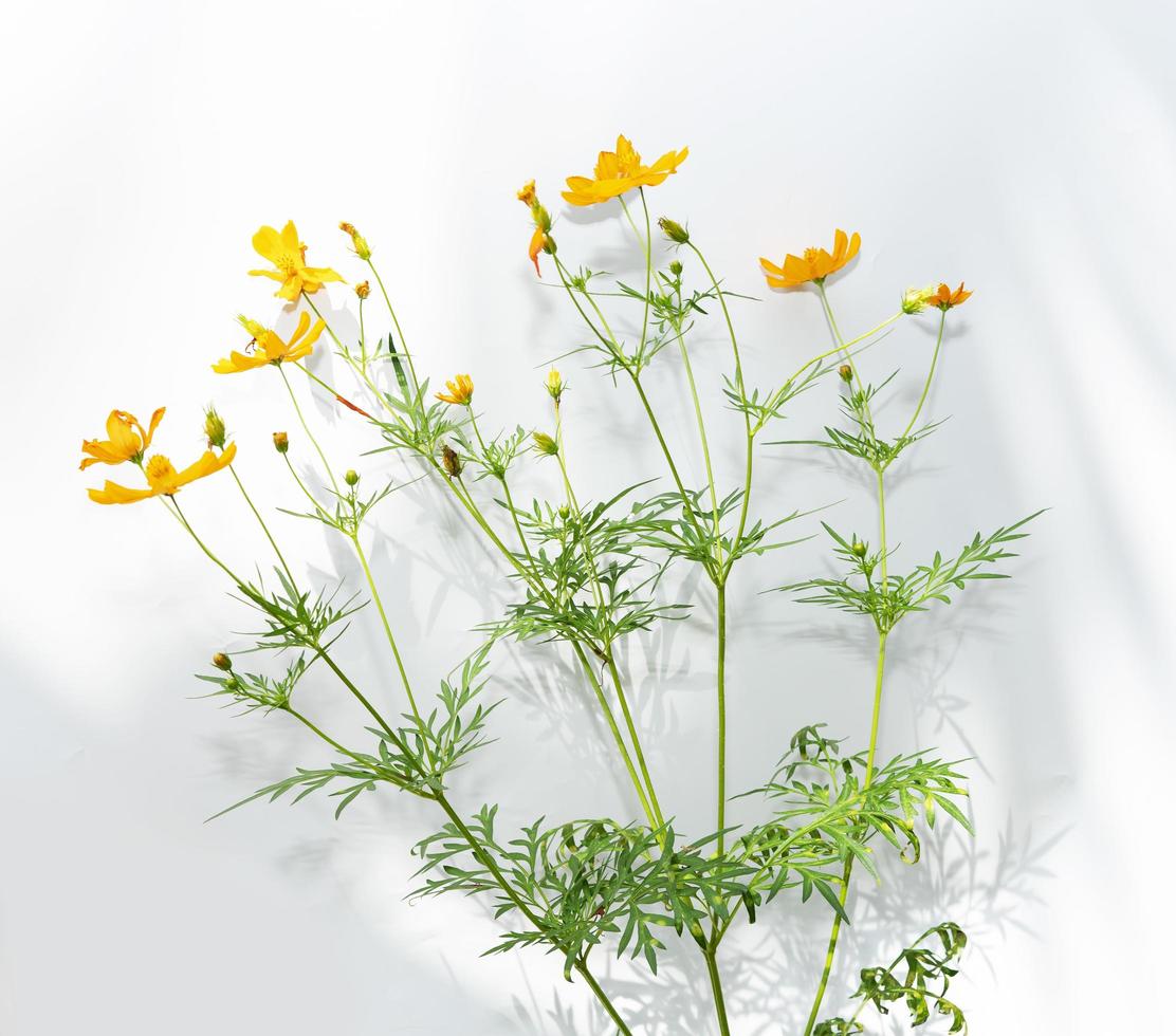 flor branca amarela isolada no fundo branco. coleção botânica de plantas silvestres e de jardim. belos objetos de plantas. foto