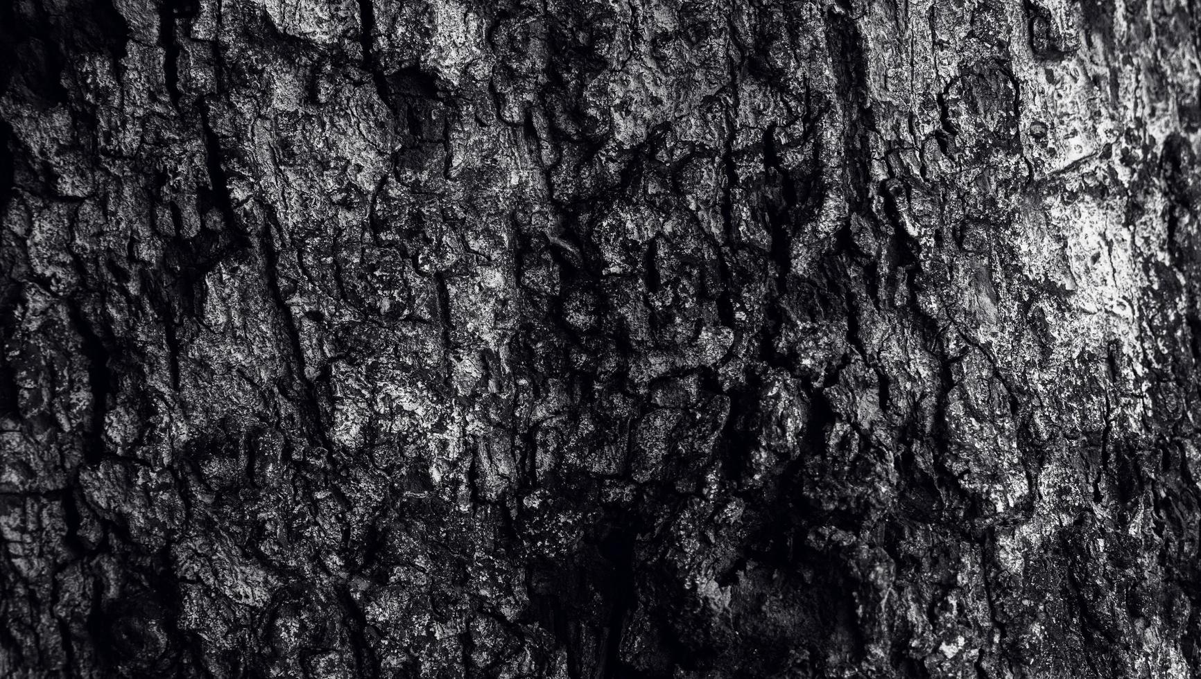 a textura da casca com uma fenda, a superfície do tronco da árvore de cor escura. a textura natural da silvicultura foto