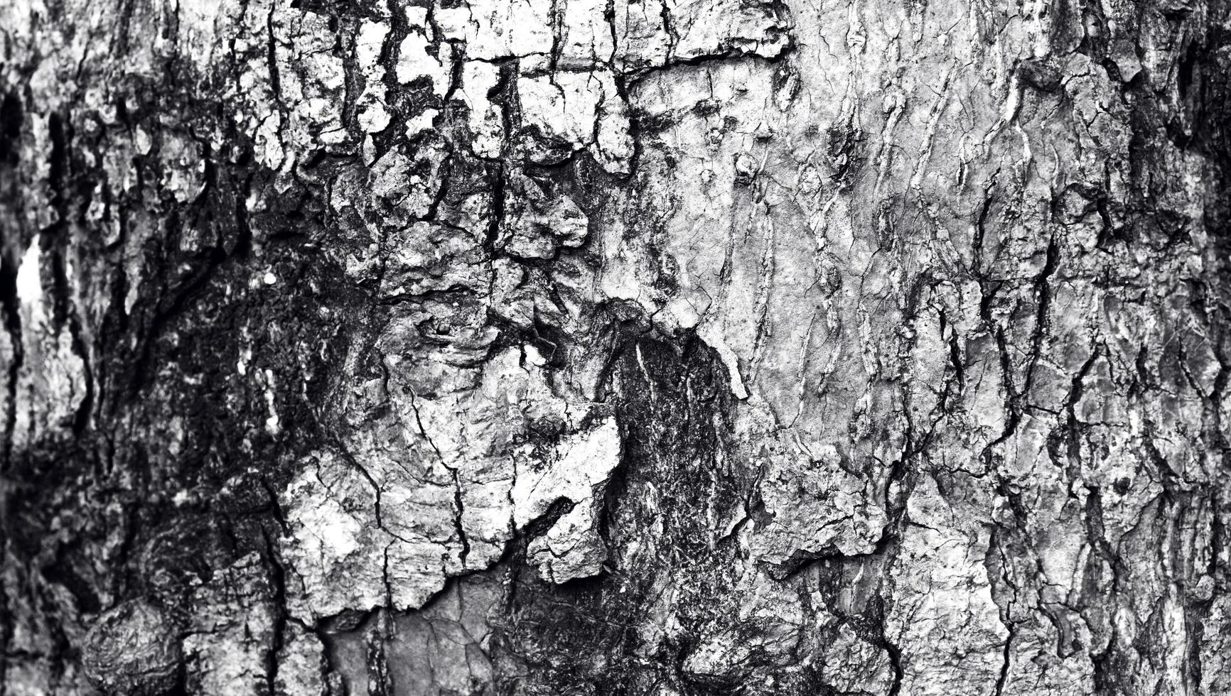a textura da casca com uma fenda, a superfície do tronco da árvore de cor escura. a textura natural da silvicultura foto