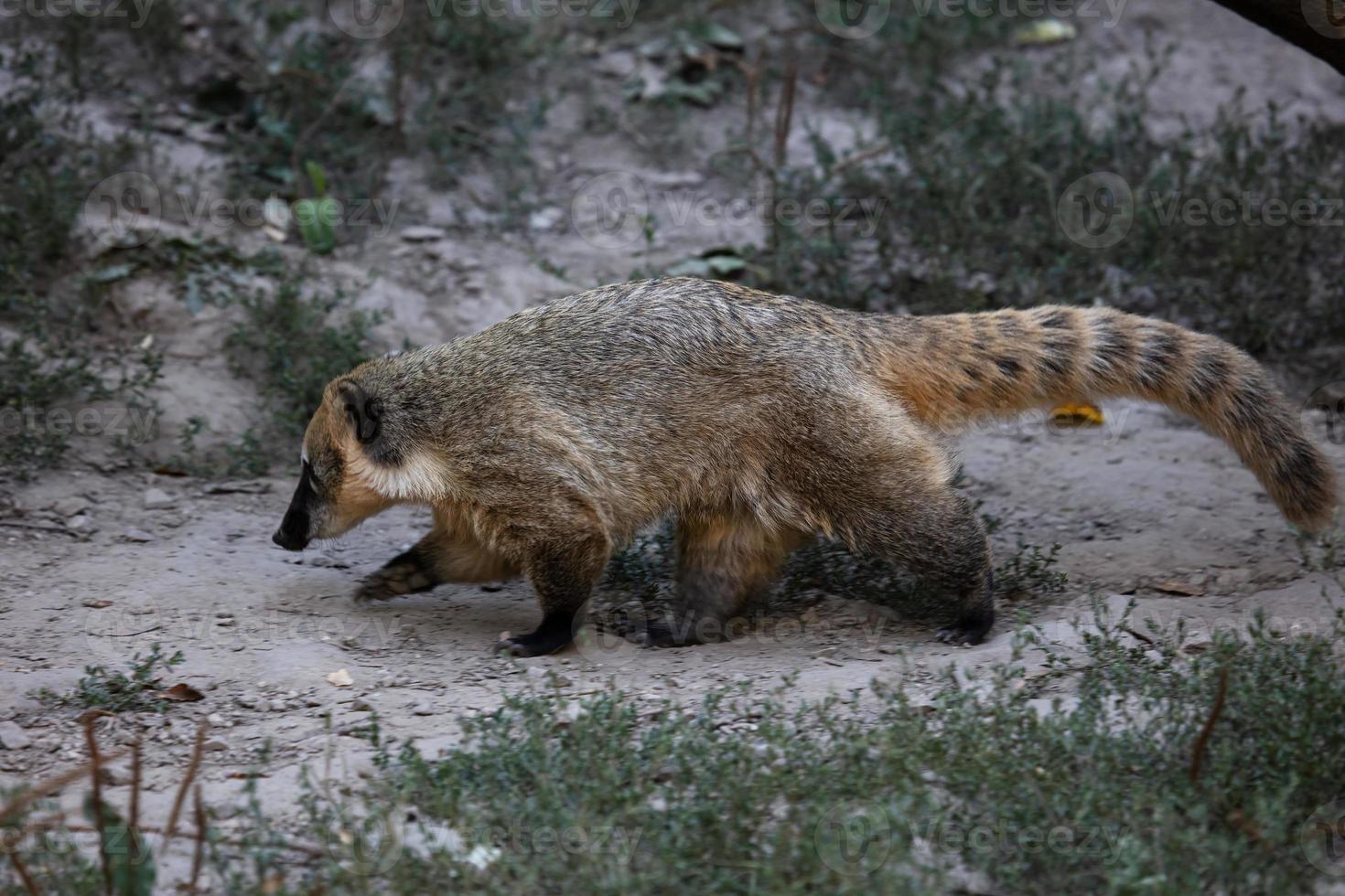 quati. mamíferos e mamíferos. mundo terrestre e fauna. vida selvagem e zoologia. foto