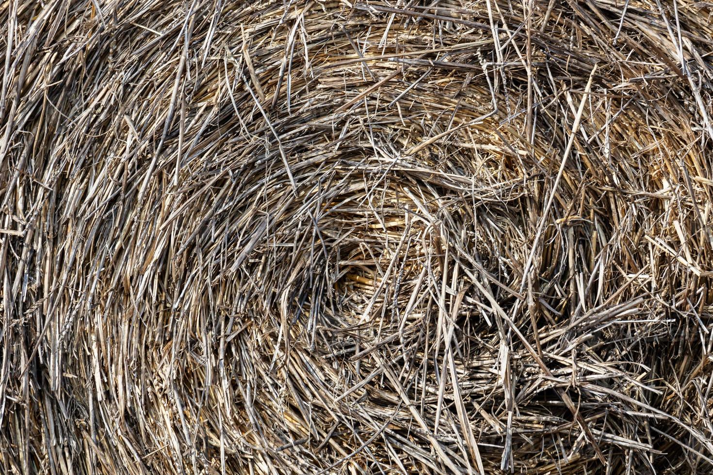 textura da superfície do fardo de palha. pano de fundo abstrato da planta. padrão de efeito natural. tema de agricultura texturizado. foto