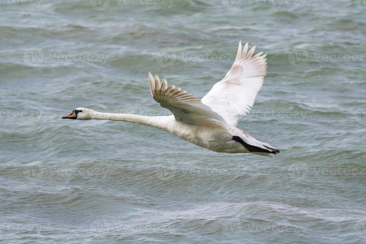 pássaro cisne branco no lago. cisnes na água. vida aquática e vida selvagem. fotografia da natureza. foto