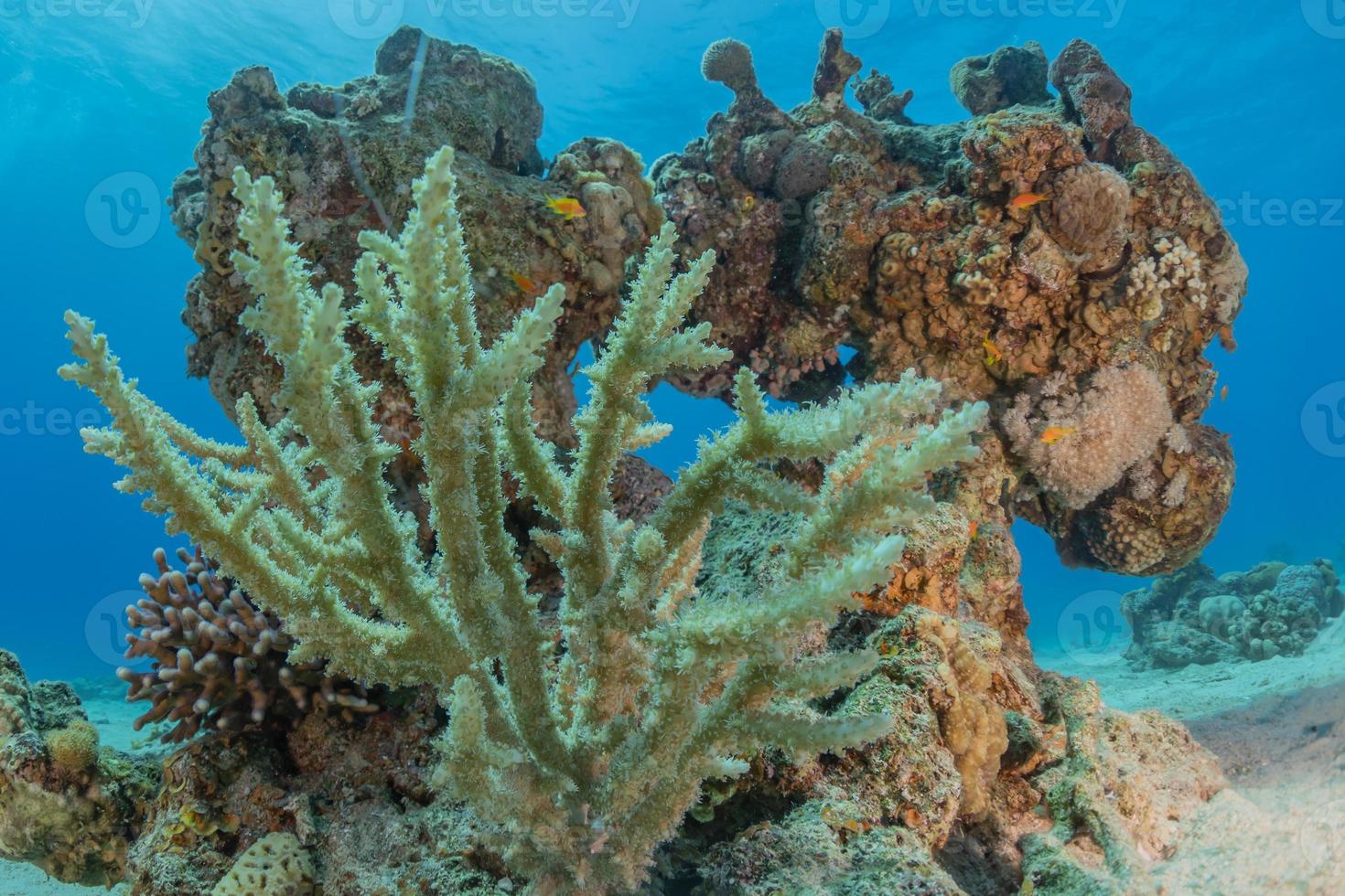 recife de coral e plantas aquáticas no mar vermelho, eilat israel foto