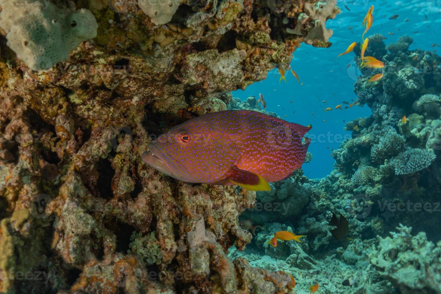 peixes nadam no mar vermelho, peixes coloridos, eilat israel foto