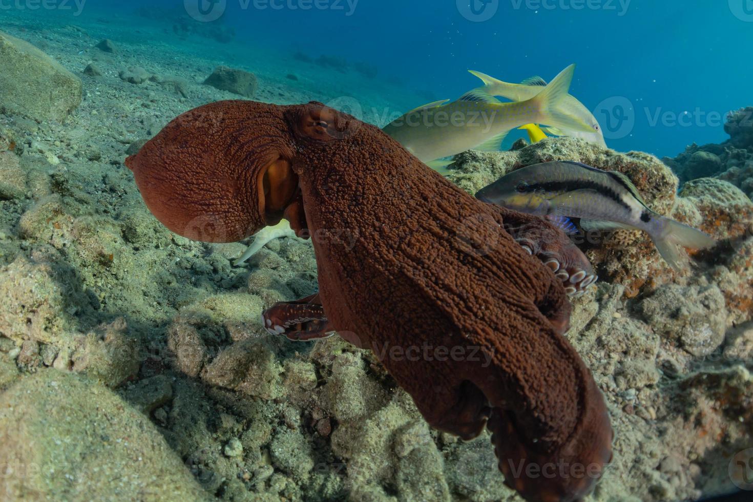 polvo rei da camuflagem no mar vermelho, eilat israel foto