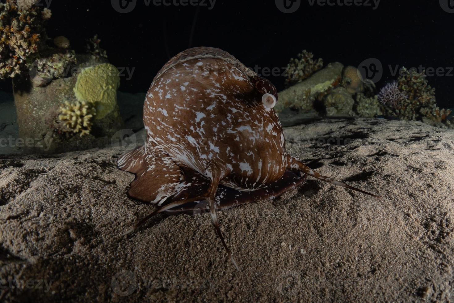 polvo rei da camuflagem no mar vermelho, eilat israel foto