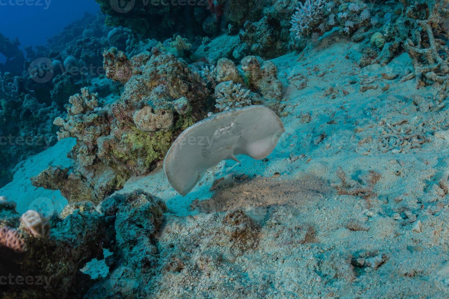 torpedo sinuspersici no fundo do mar no mar vermelho, israel foto