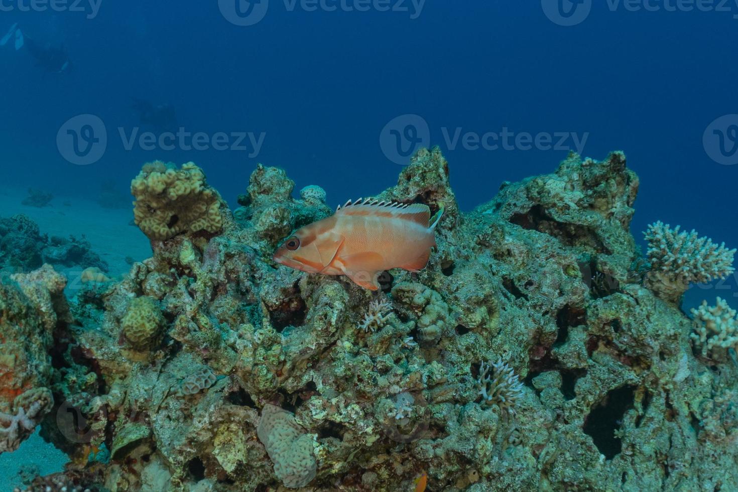 peixes nadam no mar vermelho, peixes coloridos, eilat israel foto