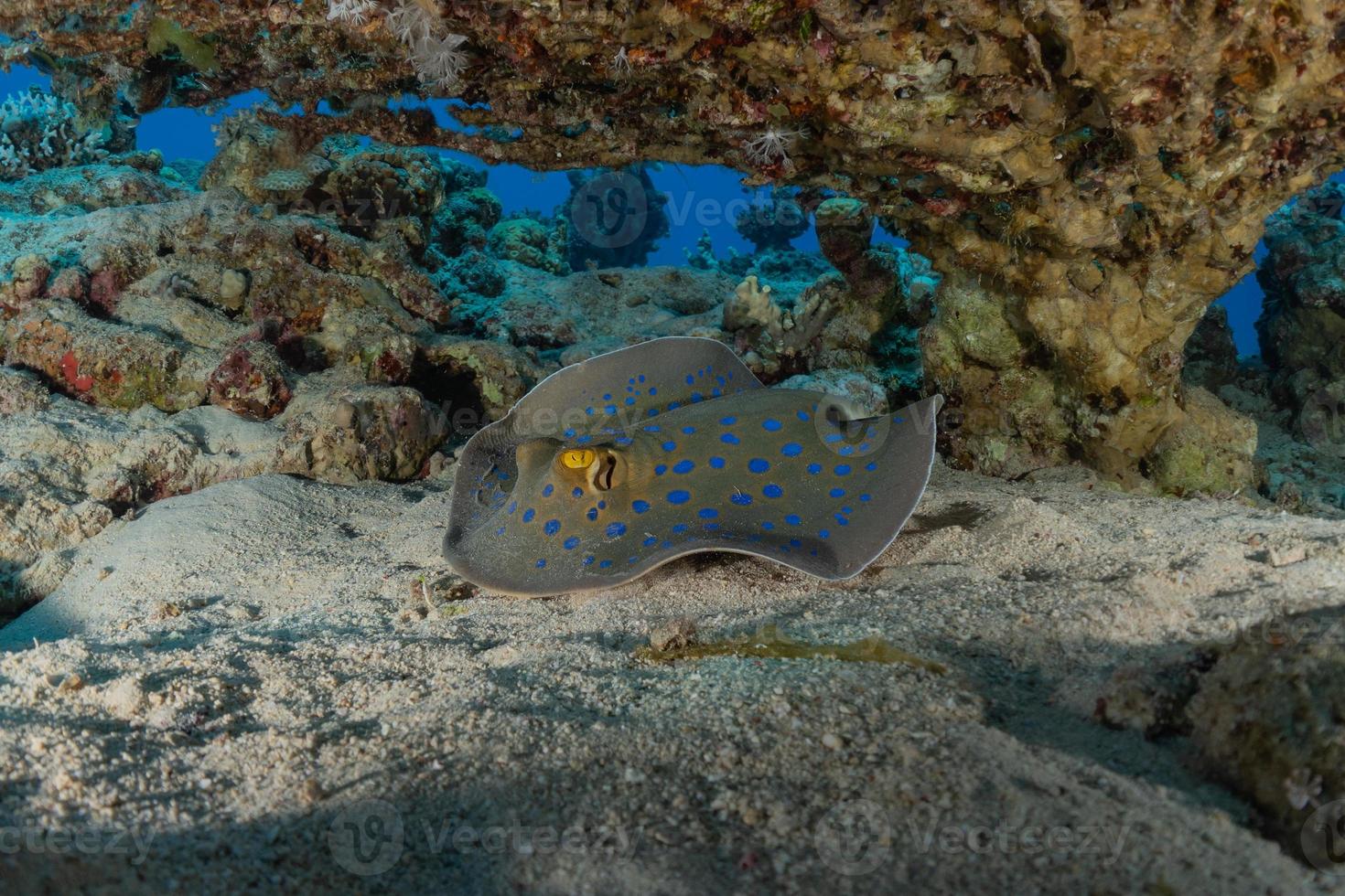 arraia pintada de azul no fundo do mar no mar vermelho foto