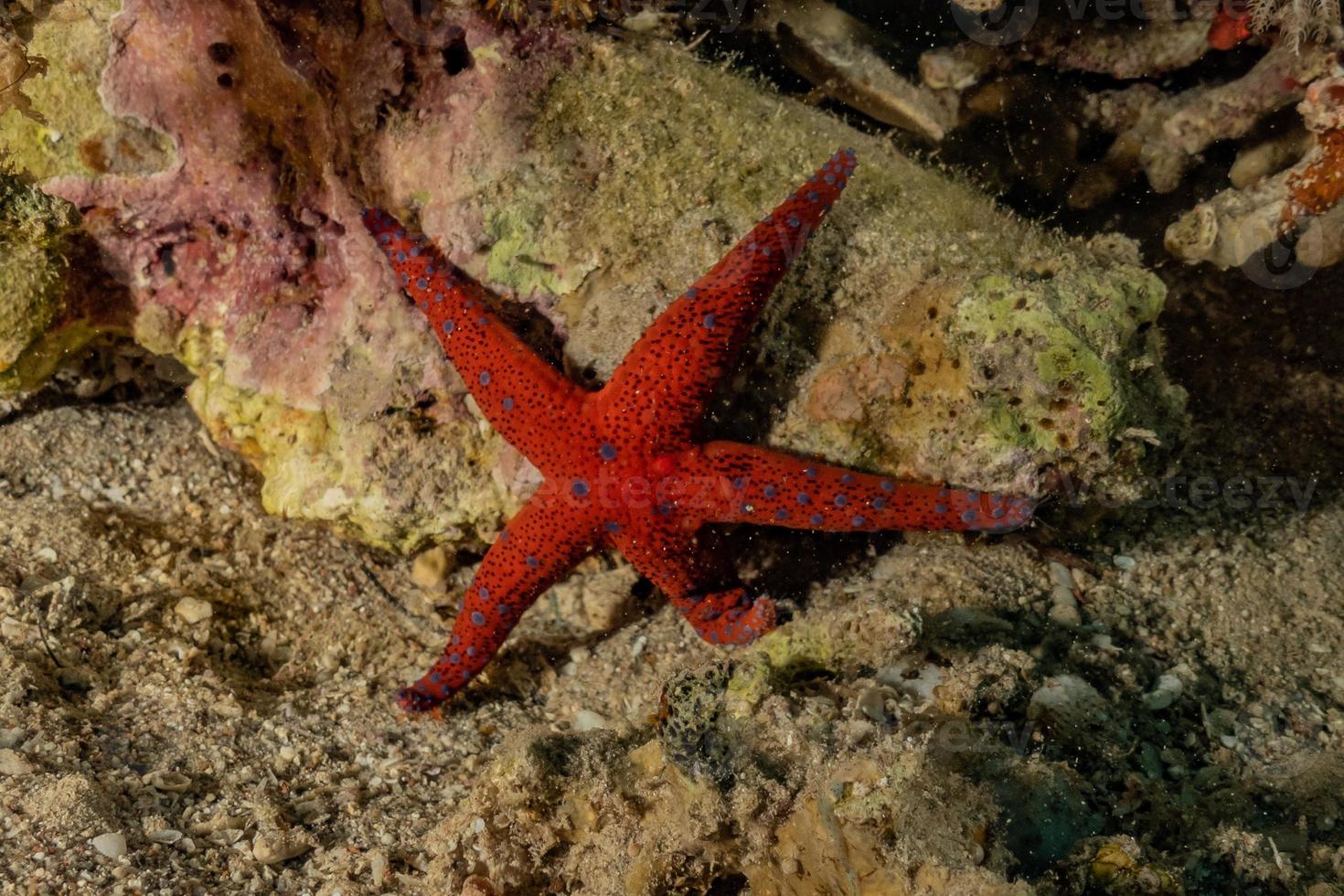 estrela do mar no fundo do mar no mar vermelho, eilat israel foto