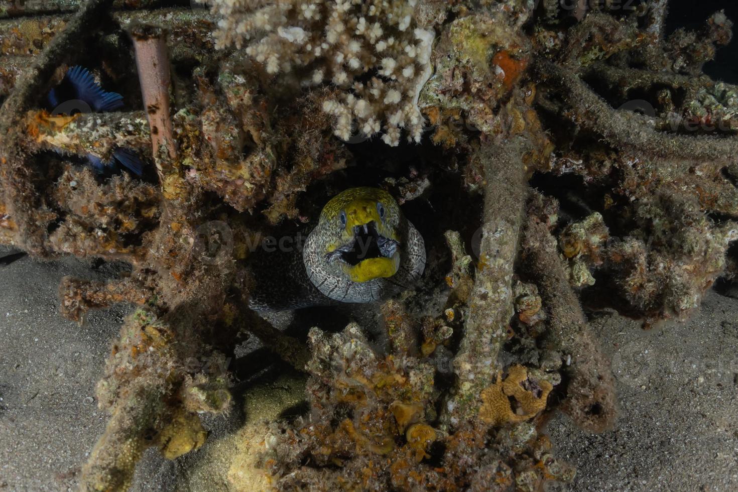 moreia mooray lycodontis undulatus no mar vermelho, eilat israel foto