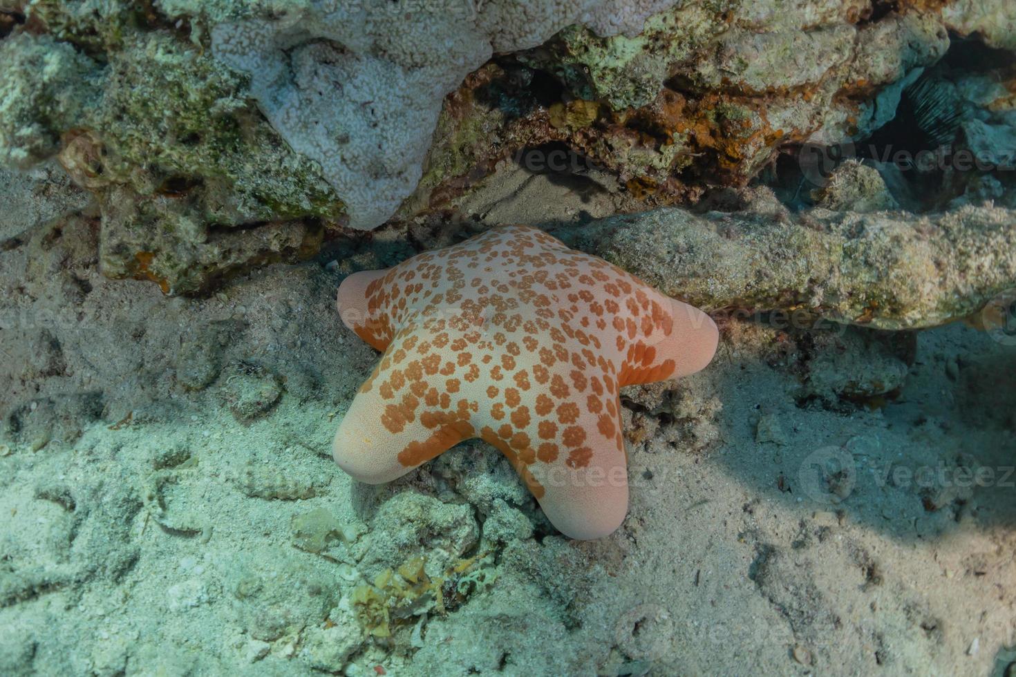 estrela do mar no fundo do mar no mar vermelho, eilat israel foto