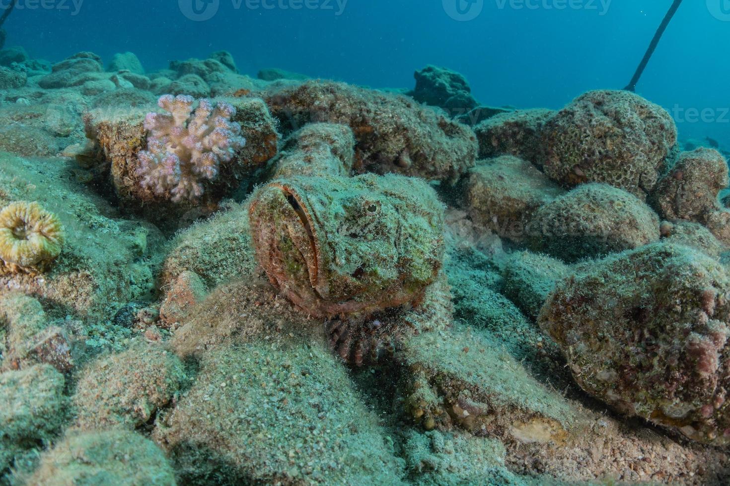 peixes nadam no mar vermelho, peixes coloridos, eilat israel foto