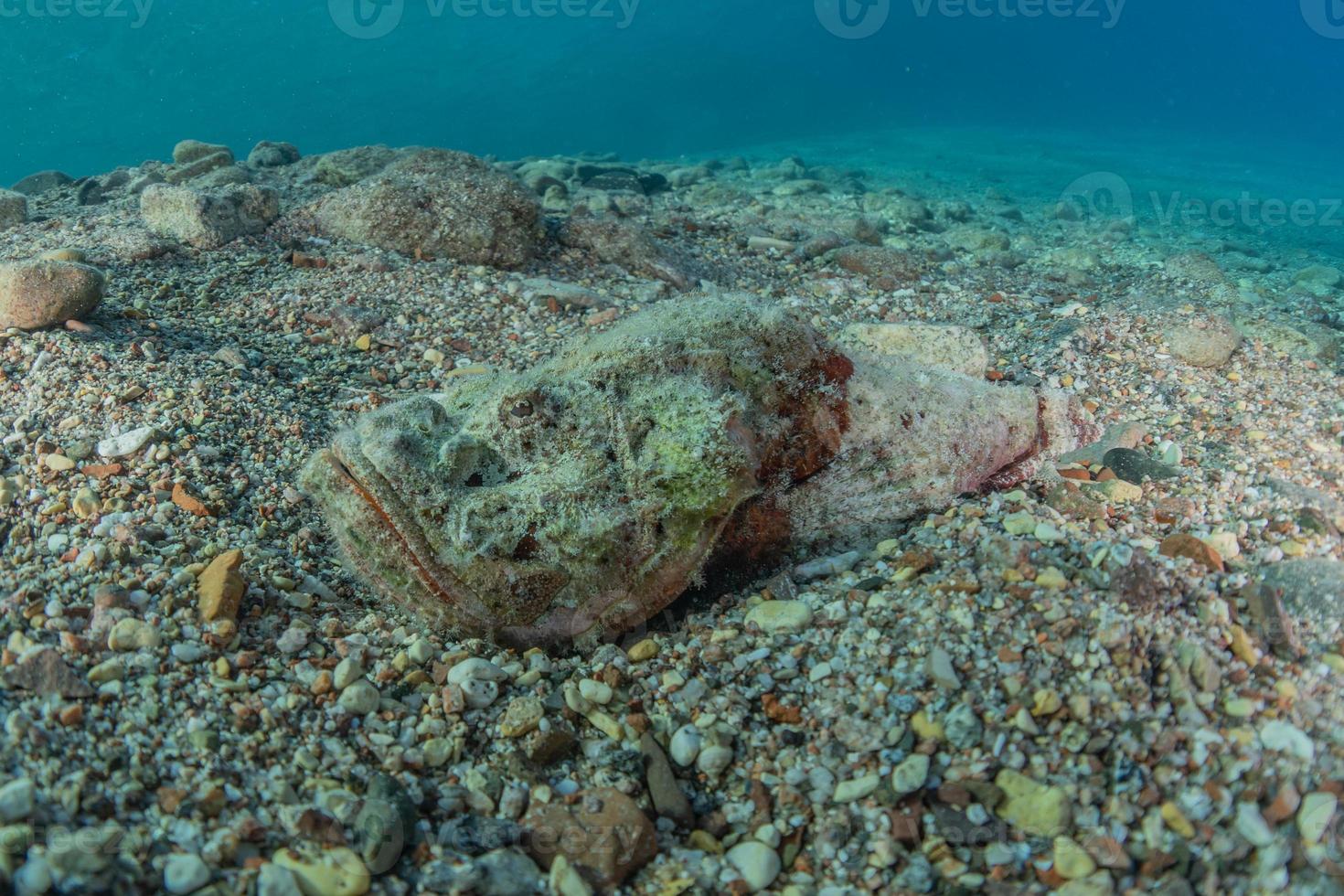 peixes nadam no mar vermelho, peixes coloridos, eilat israel foto